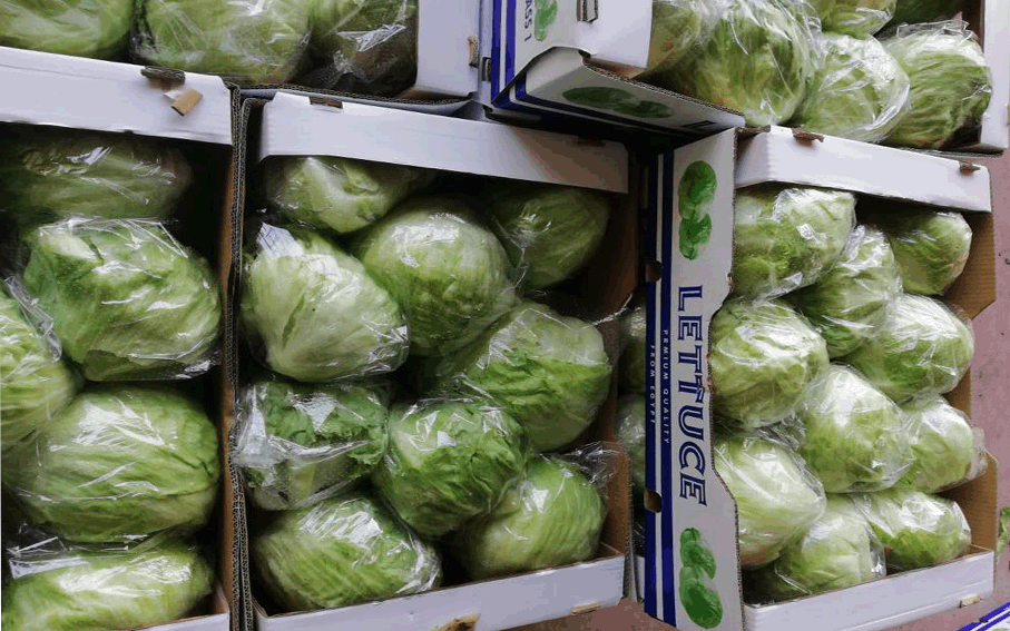 iceberg lettuce exporters