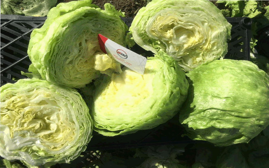 iceberg lettuce