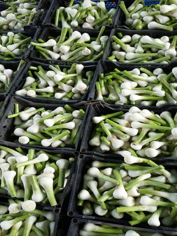 garlic export packing