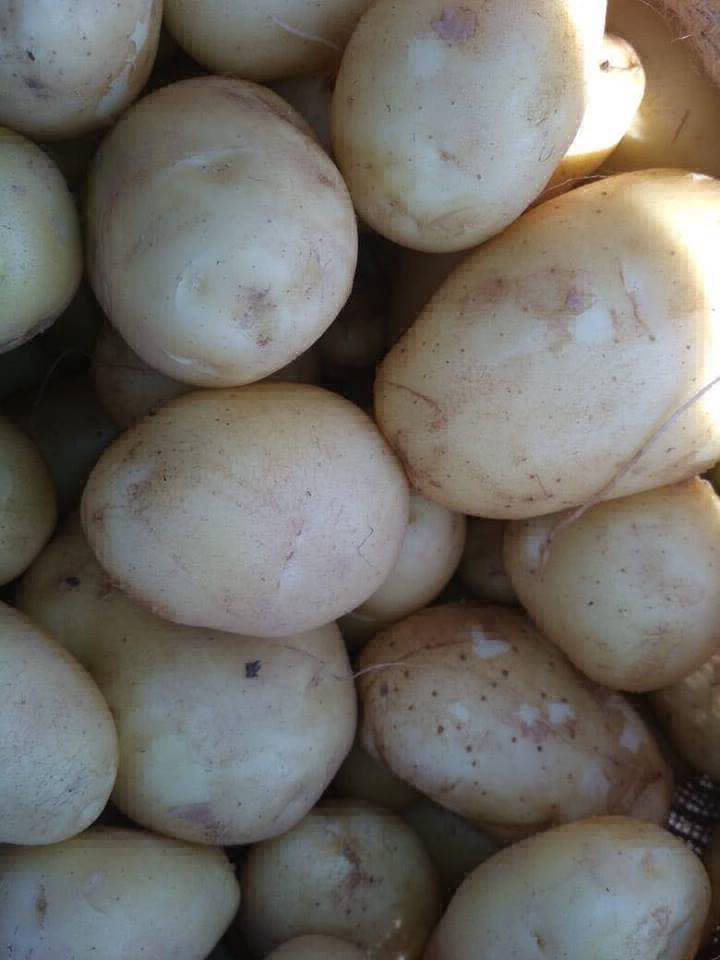 potatoes export country