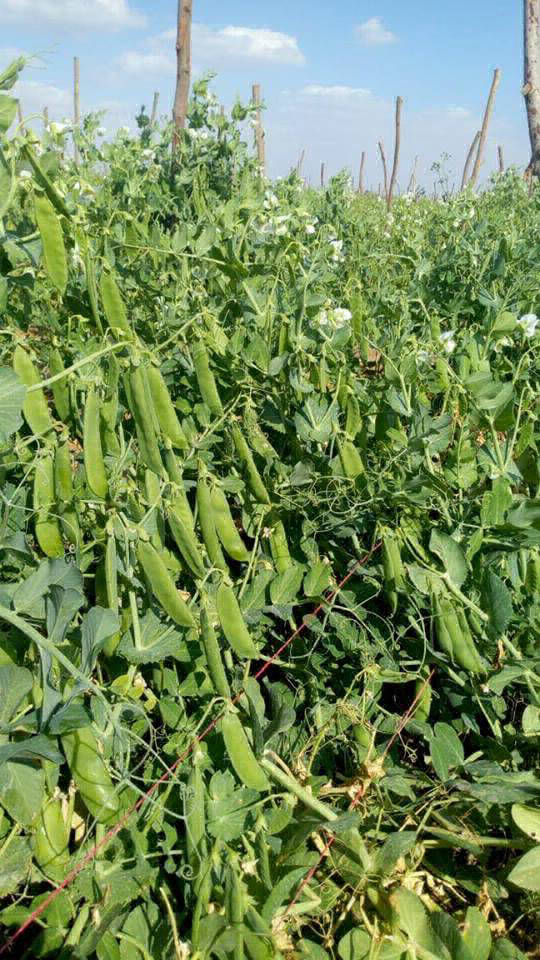 Green peas