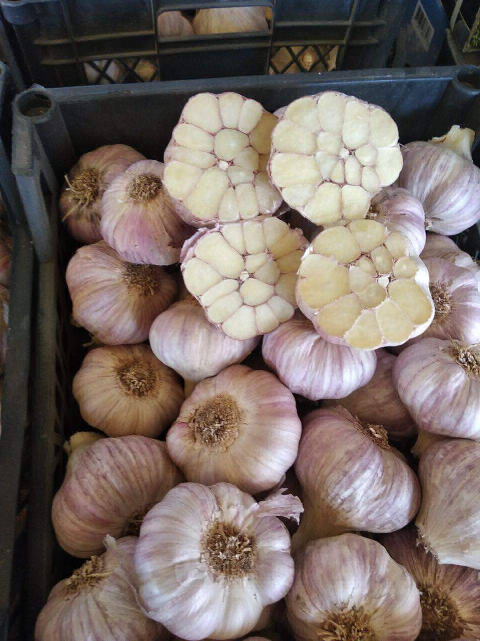 garlic export from Egypt