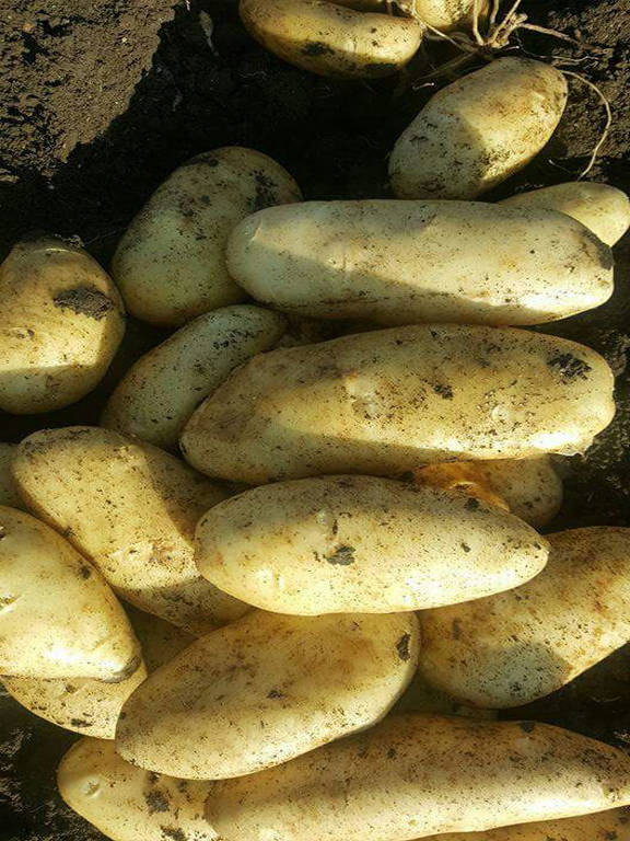 potato exports