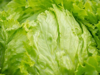  Lettuce / iceberg